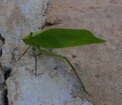 Stilpnochlora thoracica