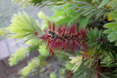 Melaleuca