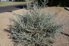 Leucophyllum