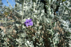 Leucophyllum