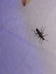 Cephaloon lepturides