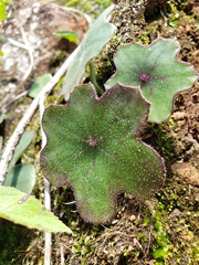 Psacalium laxiflorum