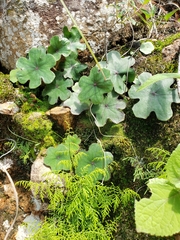 Psacalium laxiflorum