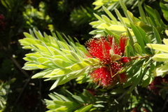 Melaleuca