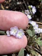 Phacelia purpusii