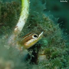 Plagiotremus goslinei