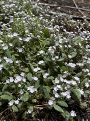 Phacelia purpusii