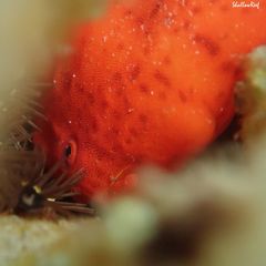 Antennatus tuberosus