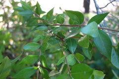 Myrtus communis