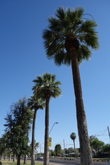 Washingtonia robusta