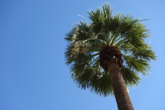 Washingtonia robusta