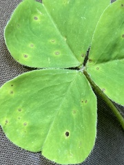 Puccinia oxalidis