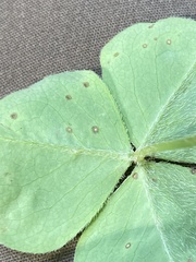 Puccinia oxalidis