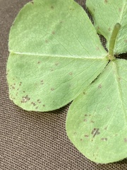 Puccinia oxalidis