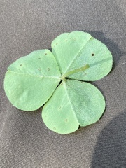 Puccinia oxalidis