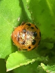 Harmonia axyridis