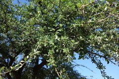 Quercus virginiana