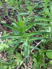 Lysimachia terrestris