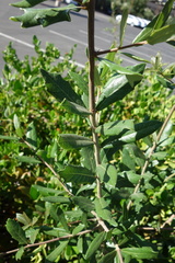 Quercus virginiana
