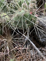 Opuntia × columbiana