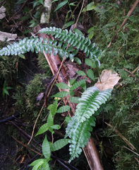 Asplenium tenerum