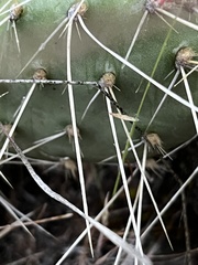 Opuntia × columbiana