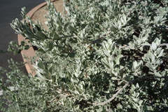 Leucophyllum