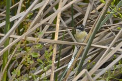 Tachuris rubrigastra