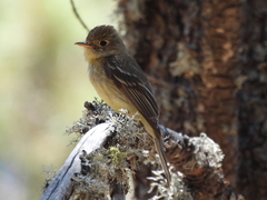 Empidonax difficilis cineritius