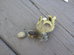 Scleroderma flavidum