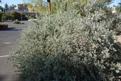 Leucophyllum