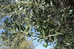 Olea europaea