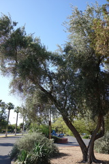 Olea europaea