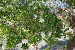 Myrtus communis