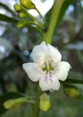Myoporum montanum