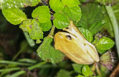 Hyperolius kivuensis