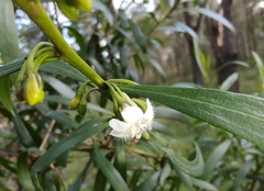 Myoporum montanum
