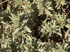 Pimelea aridula