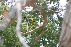 Icterus pectoralis