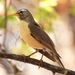Typical Thrushes - Photo (c) Osiel Flores, some rights reserved (CC BY-NC), uploaded by Osiel Flores