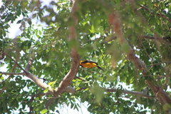Icterus pectoralis