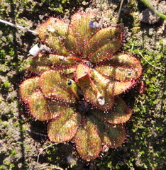Drosera rosulata