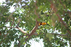 Icterus pectoralis