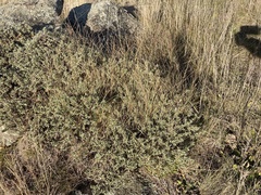 Pimelea aridula