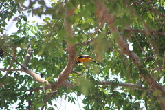 Icterus pectoralis