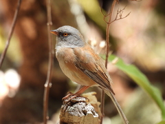 Junco bairdi