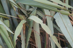Ichneutica steropastis