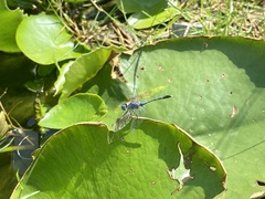 Diplacodes trivialis