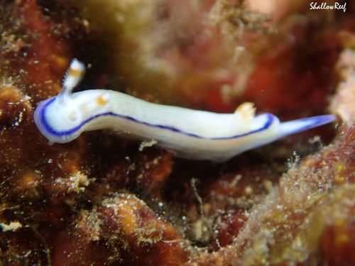 Pease's Nudibranch