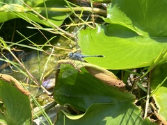 Diplacodes trivialis